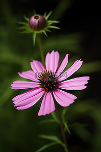 该图像显示了一朵带有绿叶的粉红色花朵