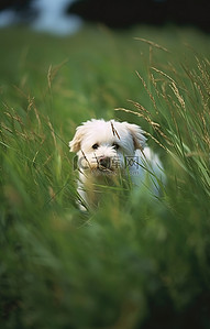 高草丛中的一只小白狗