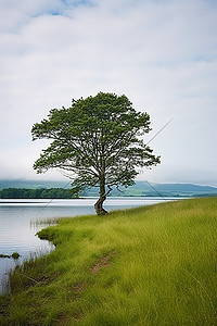 湖边钓鱼背景图片_一棵孤独的树，远处湖边有草