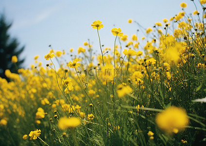 黄色的花朵背景图片_一群黄色的花朵一起生长在田野里