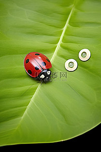 贴纸特效背景图片_生态贴纸和叶子上的瓢虫