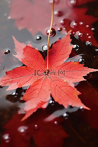 漂浮的落叶背景图片_池塘水中漂浮着一片红色的枫叶