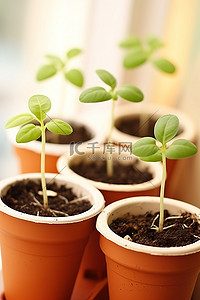 四盆植物幼苗放在架子上
