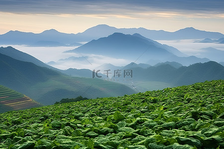 油渣白菜背景图片_山脊过白菜 丰化 长冲 越南 天津