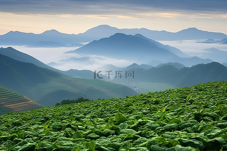 山脊过白菜 丰化 长冲 越南 天津