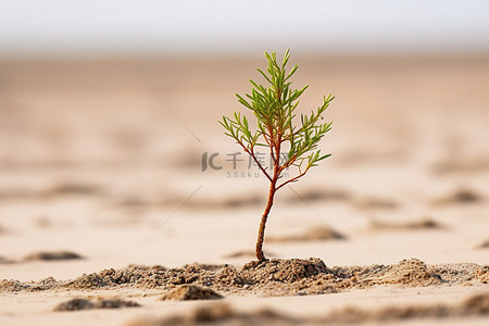 地干旱背景图片_一棵树似乎是从泥地里长出来的