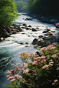 树木和花朵之间的河流