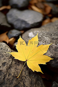 黄叶不断背景图片_岩石顶上的一片黄叶