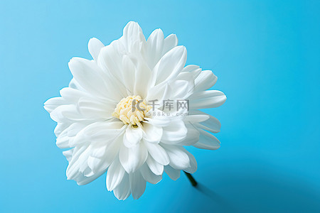 蓝色背景上的一朵白花
