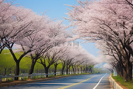 春天鲜花盛开背景图片_公路两旁绿树成荫，鲜花盛开