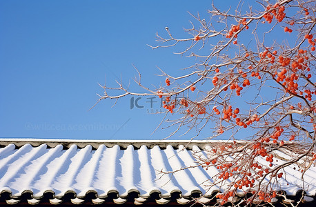 雪中​​的树枝靠在地上的屋顶上