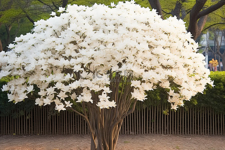 日本花卉背景图片_白玉兰树 韩国公园 日本花园 河内 越南