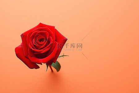红玫瑰玫瑰背景背景图片_橙色哑光背景上孤立的红玫瑰