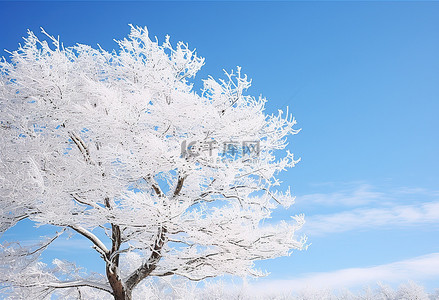 白树覆盖着雪，在蓝天的天空下