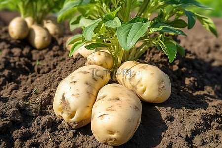 土豆黑膜种植背景图片_花园里的马铃薯植物