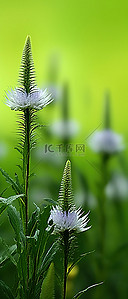 组合成背景图片_春天绿色背景中的一组花朵的照片