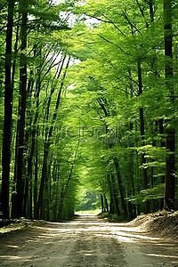 浴背景图片_绿色森林中的一条土路
