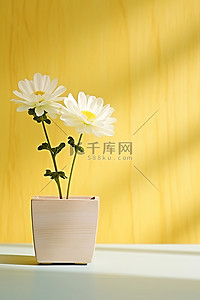 菊花背景图片_木桌上方形花盆中的白花