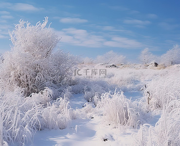蓝天下白雪覆盖的田野