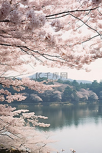 湖和树前的樱花
