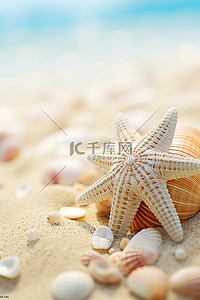 贝类背景图片_emi 海滩贝壳和海星