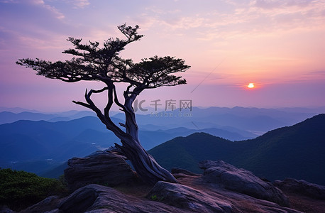 大山谷背景图片_山顶上一棵孤独的树，俯瞰着日落的山谷