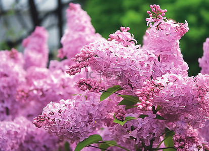 公园里背景图片_公园里的紫色丁香花