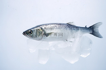 海游泳背景图片_一条鱼在有冰块的冰里游泳