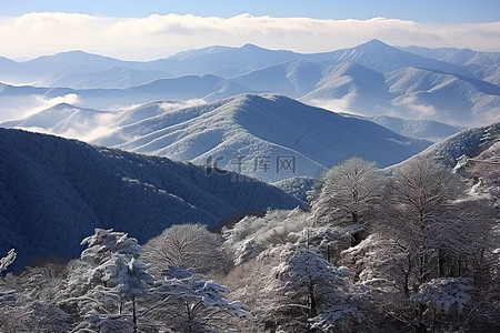 冬天有许多山脉和积雪覆盖的树木
