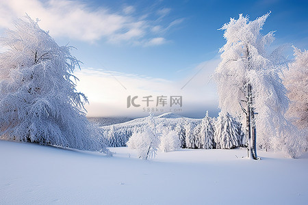 云树木背景图片_显示积雪覆盖的树木和雪的冬季场景