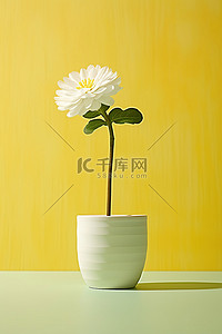 黄色背景木花瓶中的一朵小白花