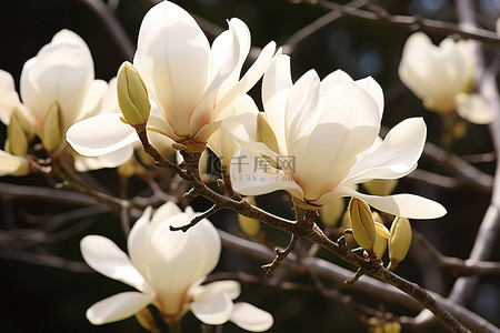 开放式提问背景图片_玉兰树上的白色花朵已经开放