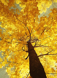 黄叶植物背景图片_从树顶看到一棵黄叶树