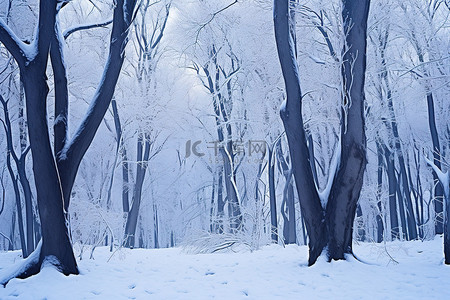 雪域背景图片_雪域森林 照片 雪域森林