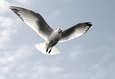 鸟飞翔背景图片_一只翅膀张开的鸟在天空中飞翔