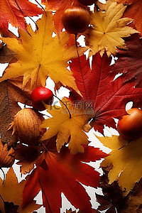 秋天从橡树上落下的叶子