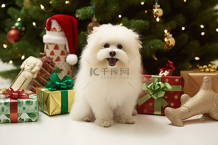 圣诞礼物季背景图片_狗站在圣诞礼物和包装纸前