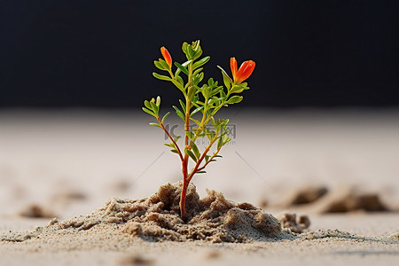 老树发芽背景图片_沙子里发芽的幼苗