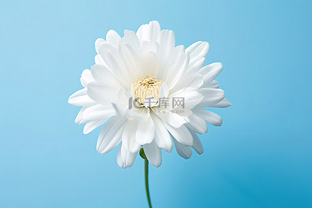 菊花背景图片_蓝色背景上的一朵白花