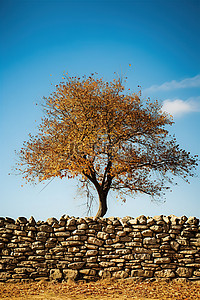 秋天柿子树背景图片_一堵高高的石墙将树木与牛分隔开