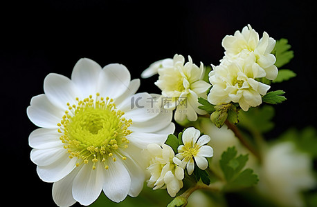 这里有家背景图片_这里展示了两种白色和绿色的花朵