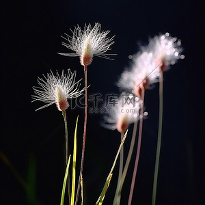 在黑暗的背景前的草花