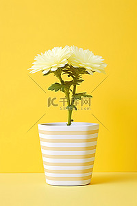 黄色背景中带黄色条纹框的白色小花盆