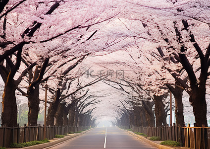 桃树背景背景图片_空荡荡的街道上盛开着樱花