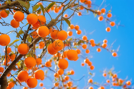 橙色的果实挂在树枝上