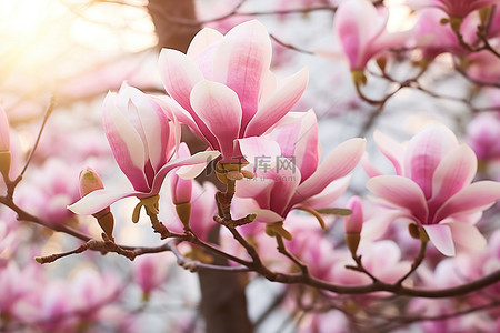 高清自然风光壁纸背景图片_玉兰花在春天盛开