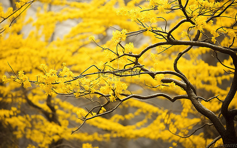 春天公园里盛开的黄色杜鹃花