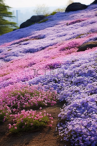 一片紫色花朵的田野，有岩石和树木