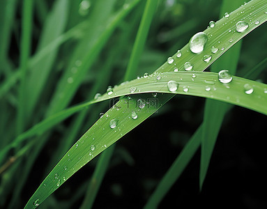 有有背景图片_一棵绿色植物生长在高高的草丛附近，上面有雨滴