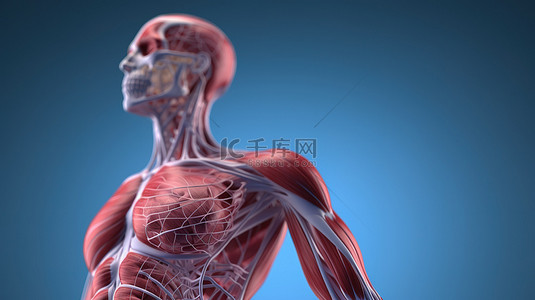 男性生理学的 3d 渲染图